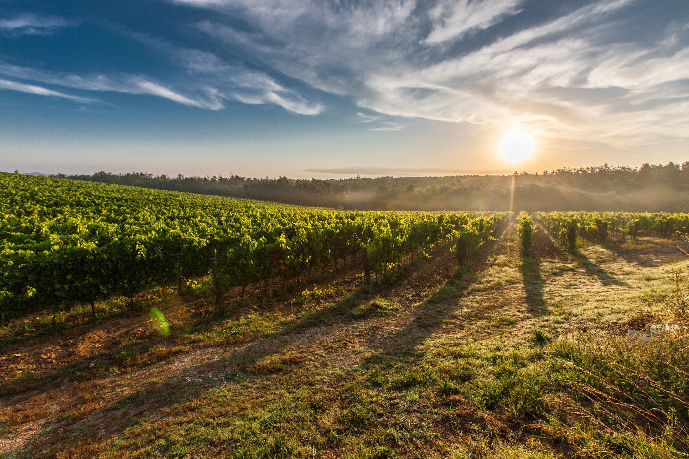 A Rota de Vinícolas Mais Longa do Mundo